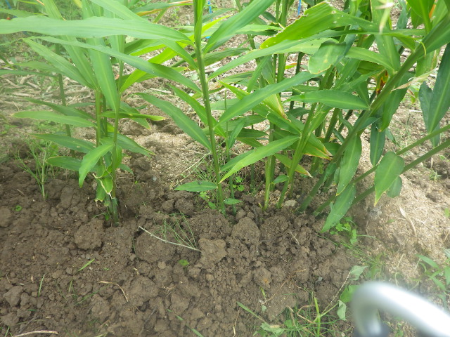 c0280206_9332578.jpg