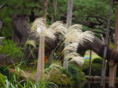 初秋の癒し旅☆金沢・兼六園の彩り_c0098807_20253264.jpg