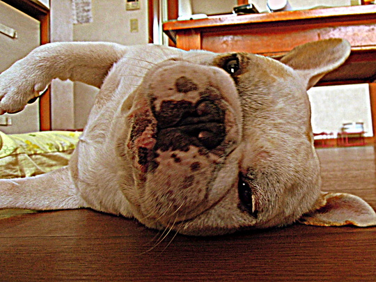 a0158613_16273257.jpg