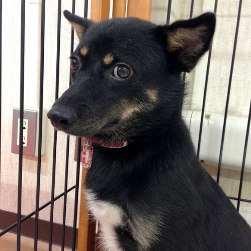 捜索願 雑種犬のルイくんが行方不明になりました 動物保護団体パウズハートの活動日誌