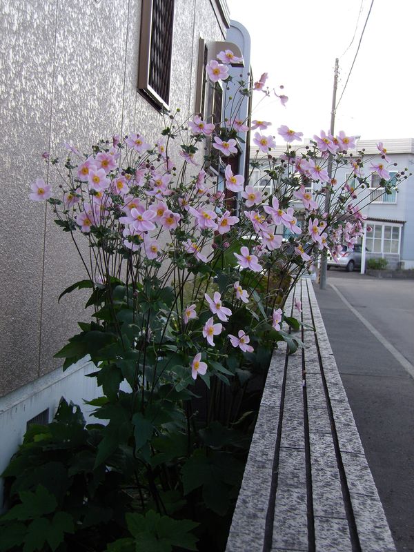 巨大化する植物たち2_c0025115_17301846.jpg