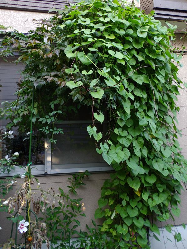 巨大化する植物たち2_c0025115_17302015.jpg