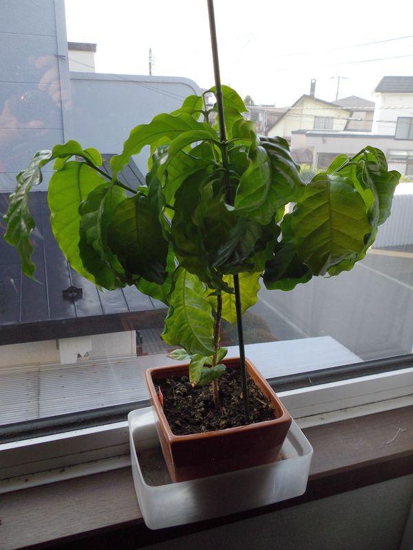 巨大化する植物たち2_c0025115_17304284.jpg