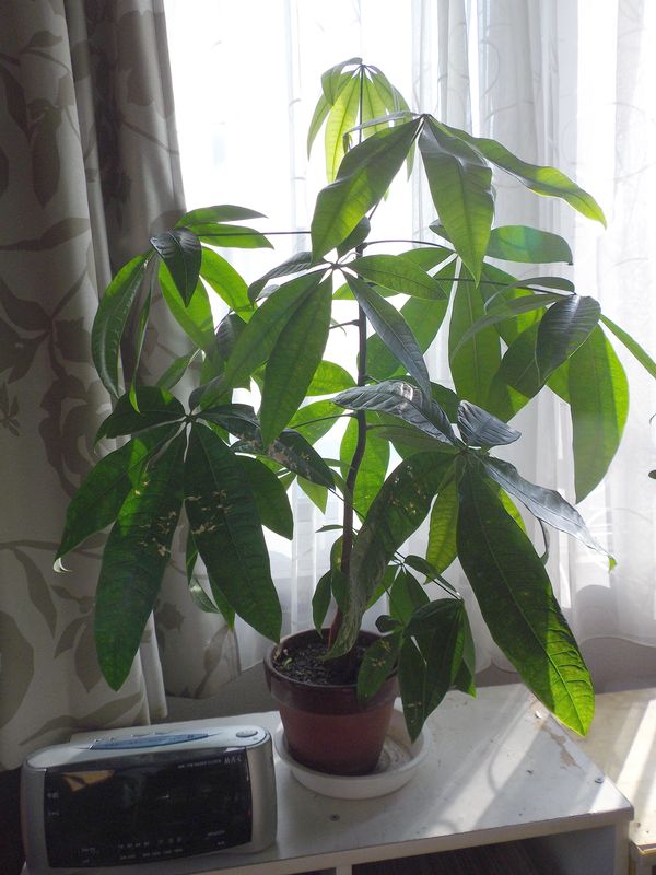 巨大化する植物たち2_c0025115_17305653.jpg
