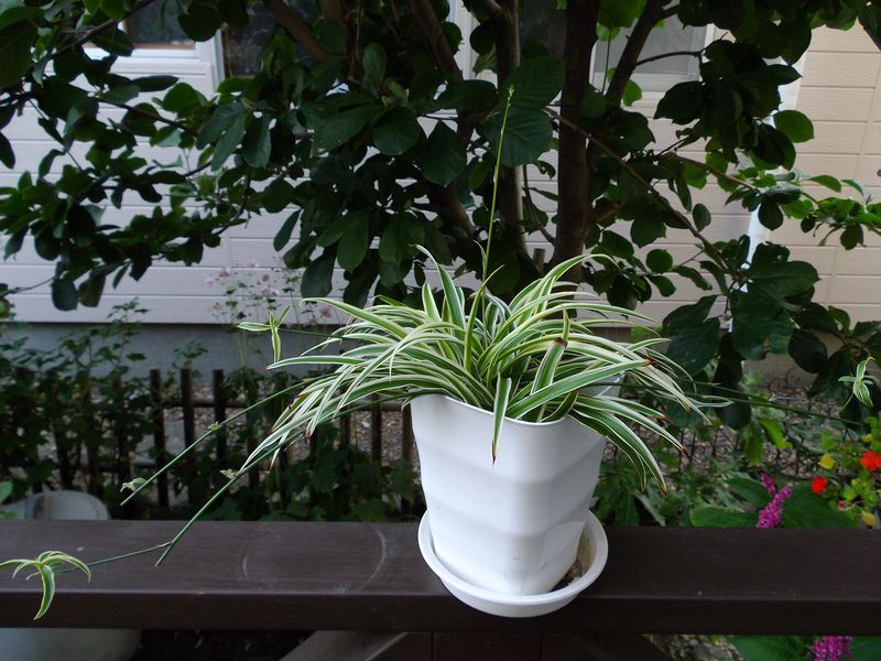 巨大化する植物たち2_c0025115_17511884.jpg