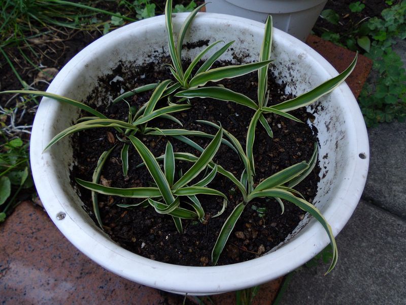 巨大化する植物たち2_c0025115_17512013.jpg