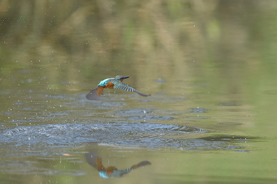 140924 蒲池後ピラ池_c0278820_17554421.jpg