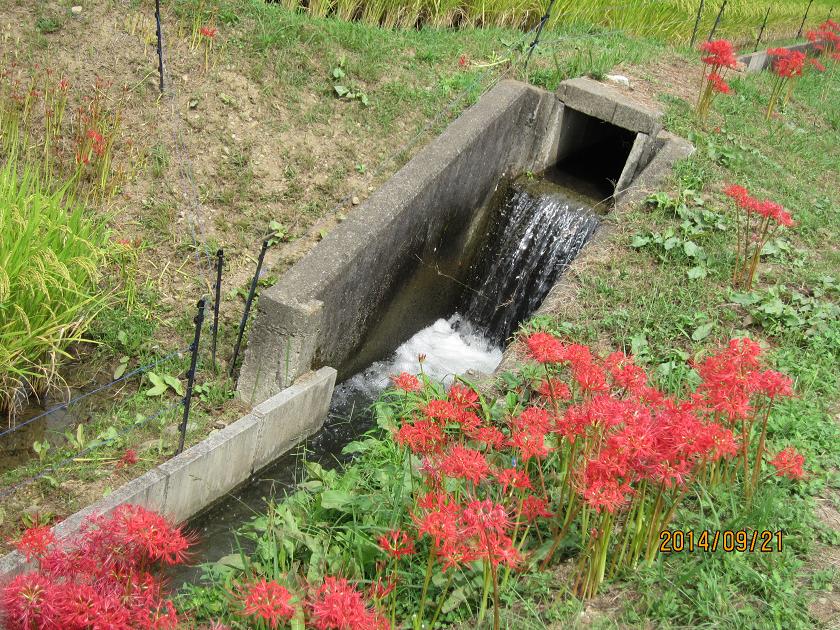 c0142535_2028319.jpg