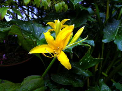 鶏頭の花を数えたら30本！_e0272335_16374726.jpg