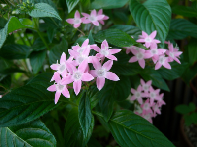 鶏頭の花を数えたら30本！_e0272335_16401148.jpg