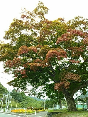小川小学校のもみじ紅葉なう_b0206037_21561168.jpg