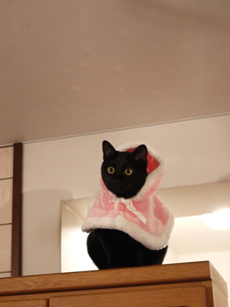 空飛ぶポンチョ猫 てぃぁら編。_a0143140_2356373.jpg