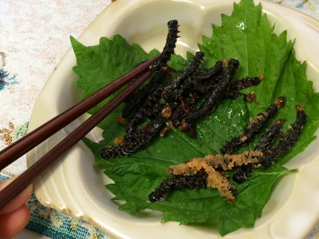 昆虫食 モンクロシャチホコを食べてみました むぃむぃコケコ