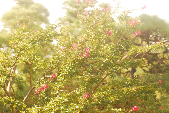 萩と枯れた紫陽花と　於　帝釈天_e0308246_8362362.jpg