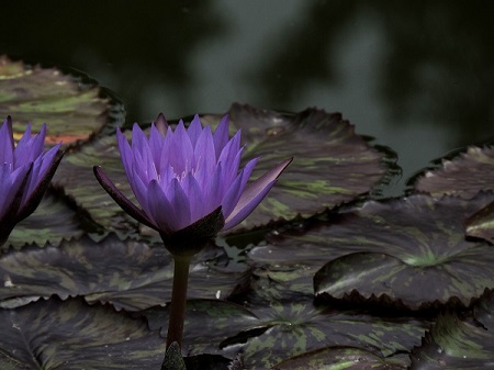 【京都府立植物園】　 睡蓮 １０選       その⑶　　　　　　　　９月１９日（金）_a0191852_13441215.jpg