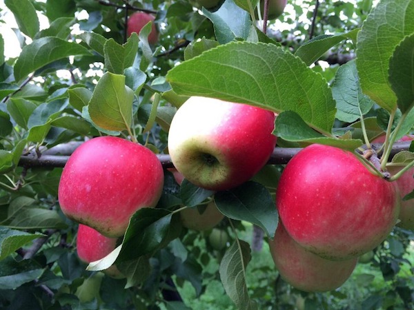 リンゴの季節になりました！_d0240754_14464248.jpg