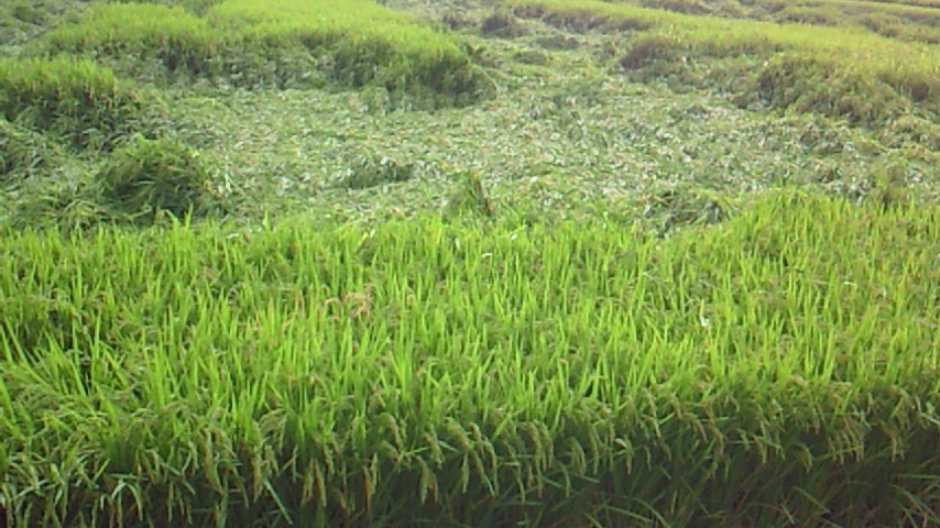 a0169558_014238.jpg