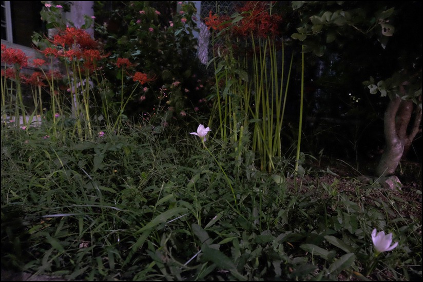 曼珠沙華、彼岸花、幽霊花、狐花、そして「相思華」_a0031363_1404491.jpg