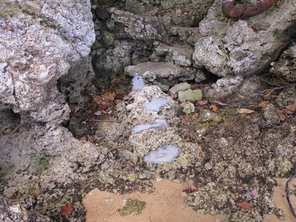 f0195172_2357183.jpg