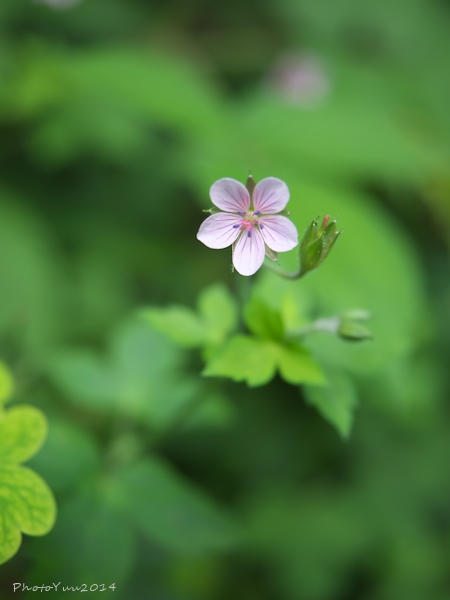 筑波山・・初秋の花図鑑2）_b0078874_109551.jpg