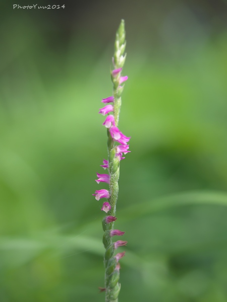 筑波山・・初秋の花図鑑2）_b0078874_9552155.jpg