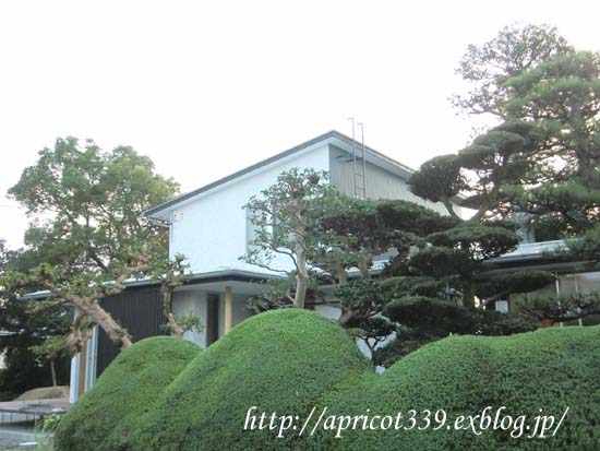 庭木の剪定と 外構工事開始 シンプルで心地いい暮らし 庭木の剪定と 外構工事開始 シンプルで心地いい暮らし