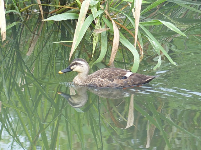 散歩と鳥など_f0357487_2324476.jpg