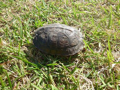 甲子園浜でバーベキュー_b0075888_11454885.jpg