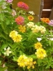 瑞穂区 O様邸 ~植栽編~ 中_e0218793_22515854.jpg