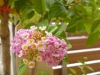 瑞穂区 O様邸 ~植栽編~ 中_e0218793_2252982.jpg