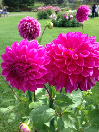 秋の花_b0198696_22464600.jpg