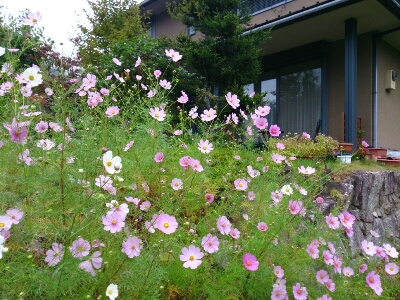 お迎えの花たちと「四季の詩弁当」_e0252905_176465.jpg