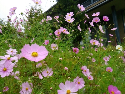 お迎えの花たちと「四季の詩弁当」_e0252905_179133.jpg