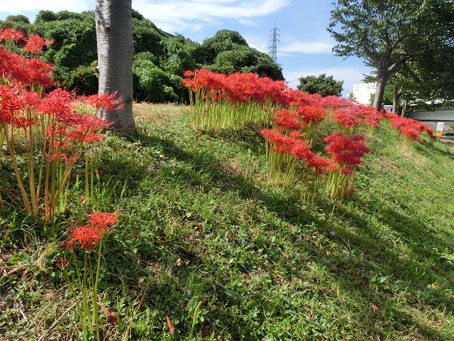 「お彼岸」に必ず咲く「彼岸花」は本当に偉い！　「のんびり彼岸花ウォーク」滝川編_f0141310_7334758.jpg