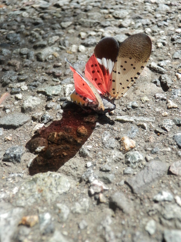 c0062511_2113628.jpg
