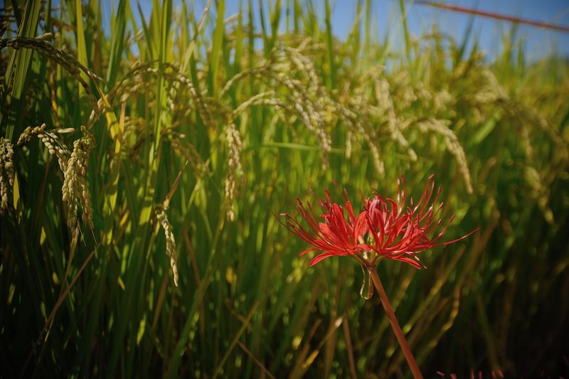 亀岡穴太周辺の曼珠沙華　其の二_f0032011_2073177.jpg