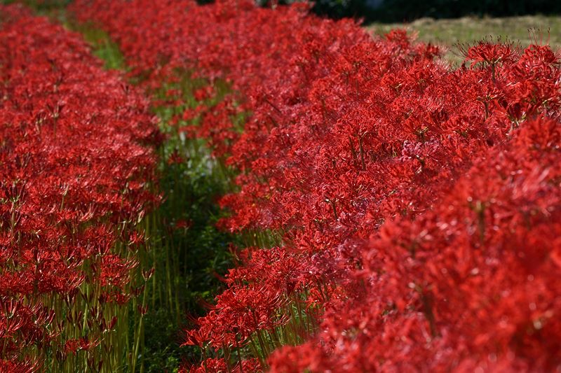 亀岡穴太周辺の曼珠沙華　其の二_f0032011_208224.jpg