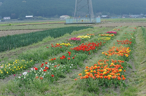 花が好きだった母　其の二　３０年以上咲かせて_c0168815_01193302.jpg