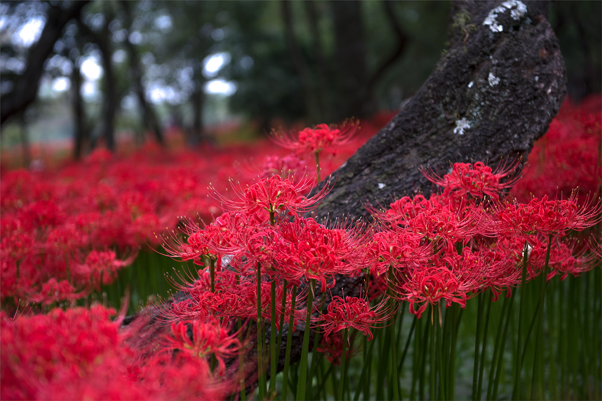 巾着田の曼珠沙華公園_f0014815_164435100.jpg