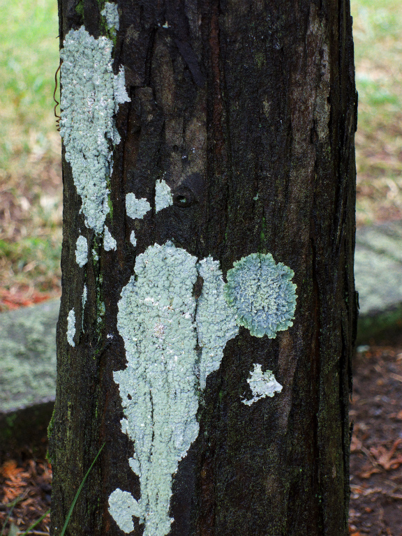 e0132718_1557616.jpg