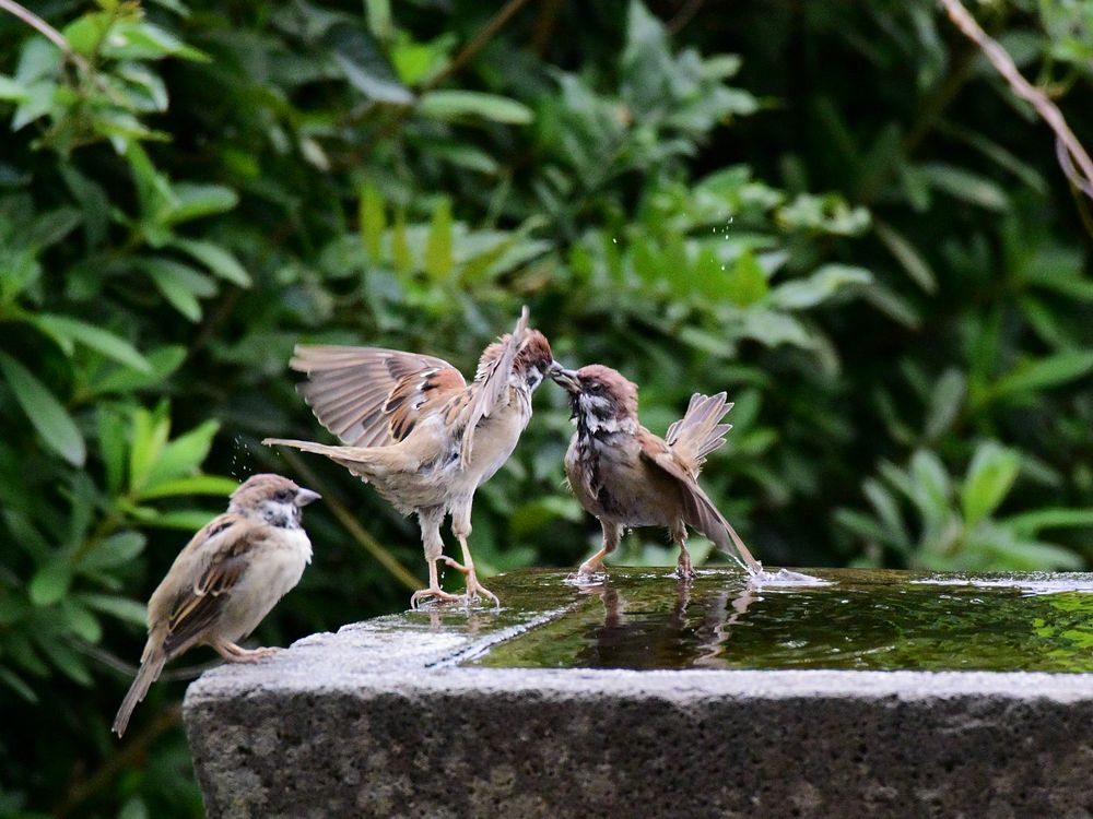 スズメがね 喧嘩っ早いのよ 私のデジタル写真眼 スズメがね 喧嘩っ早いのよ 私のデジタル写真眼