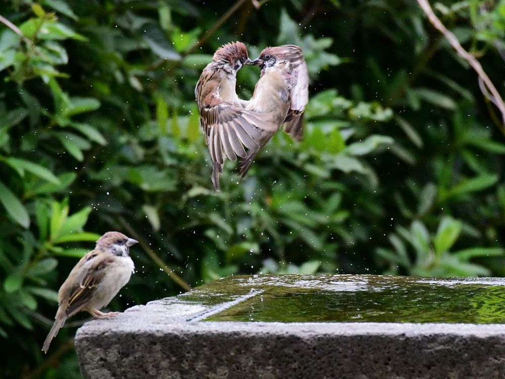 スズメがね 喧嘩っ早いのよ 私のデジタル写真眼 スズメがね 喧嘩っ早いのよ 私のデジタル写真眼