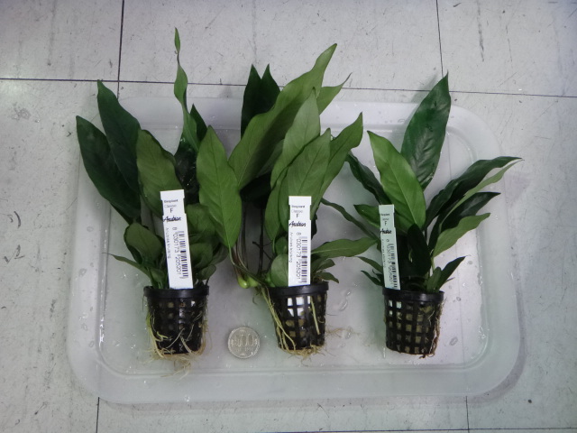 140925 熱帯魚・水草_f0189122_13125197.jpg