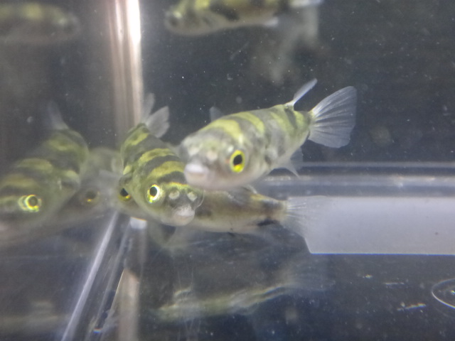 140925 熱帯魚・水草_f0189122_133189.jpg