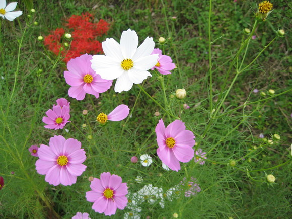 c0209334_2313872.jpg