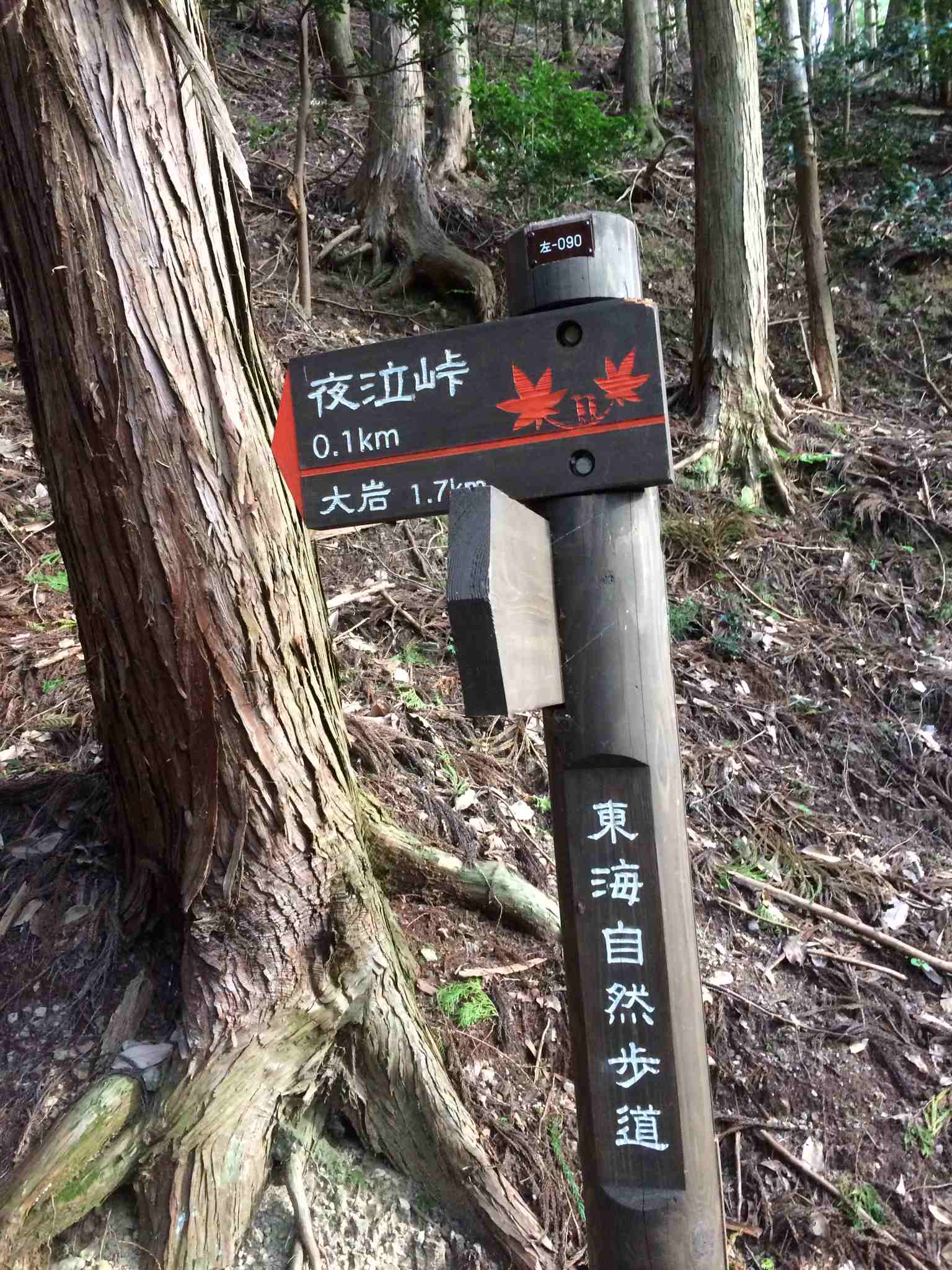 ぐるっと京都トレイル北山・西山大会_b0151335_13391368.jpg