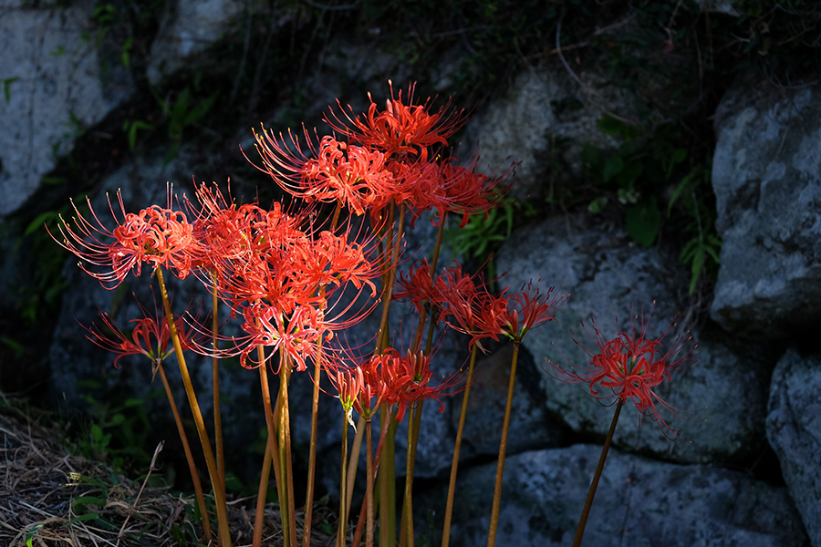 江里山棚田の彼岸花（小城市にて）_c0014538_17474277.jpg