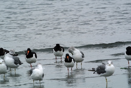 船橋三番瀬のミヤコドリ Eurasian Oystercatcher_f0206939_23311948.jpg