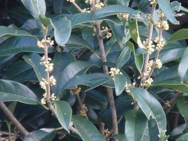 a0054240_23244555.jpg
