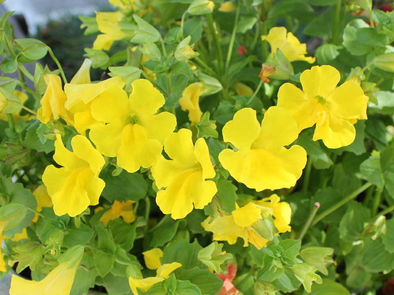 ミムラス 花言葉 笑顔を見せて 静かな勇気 滑川さんちの花物語